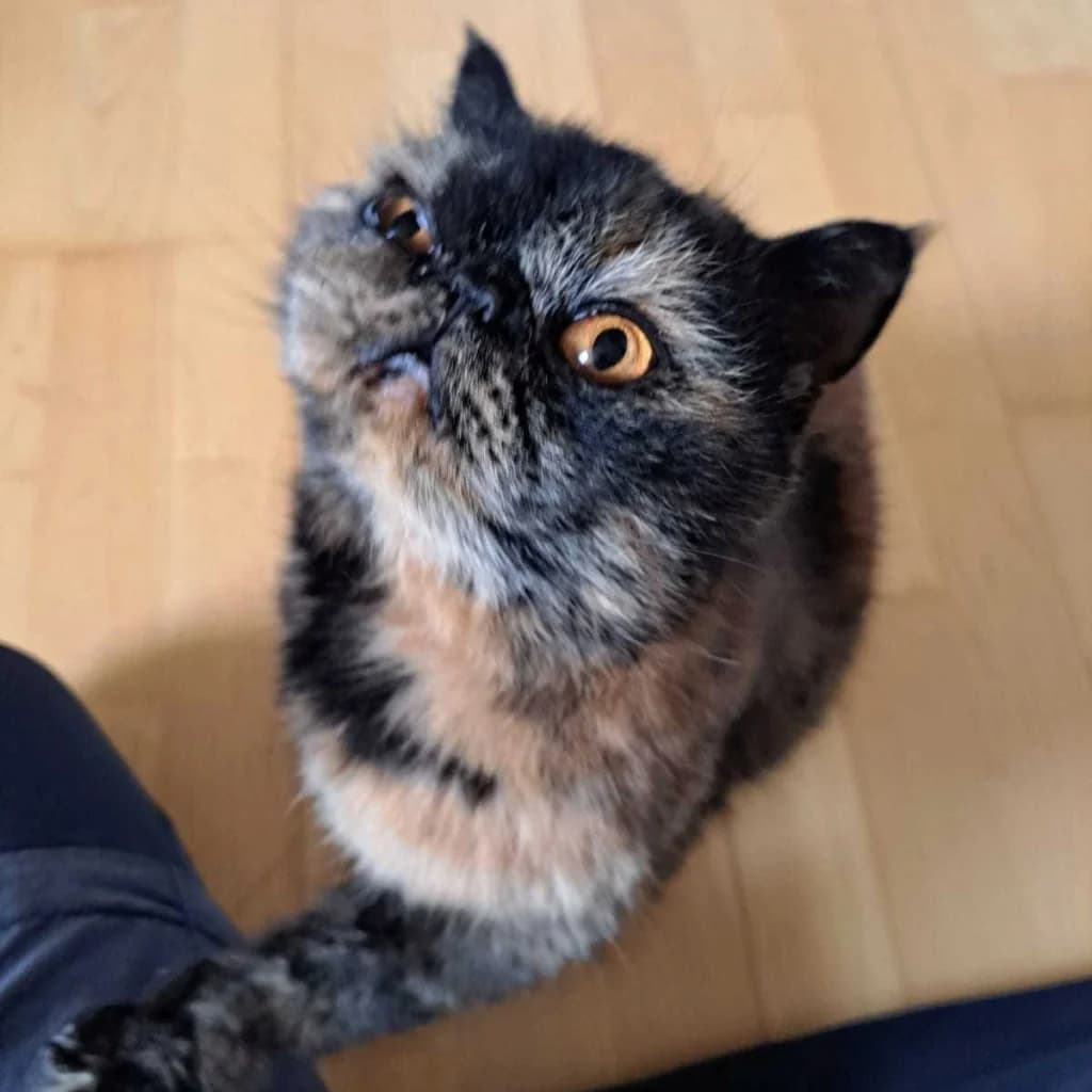 Saya, female 4yo Mixed Breed for adoption at ADPK - Association Des P, adpk association des p tits korrigans