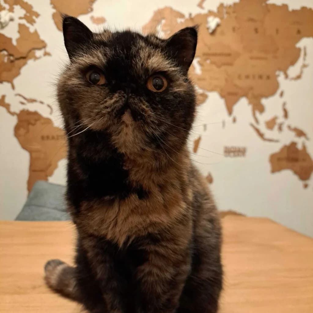 Saya, male 5yo Mixed Breed for adoption at ADPK - Association Des P, adpk association des p tits korrigans
