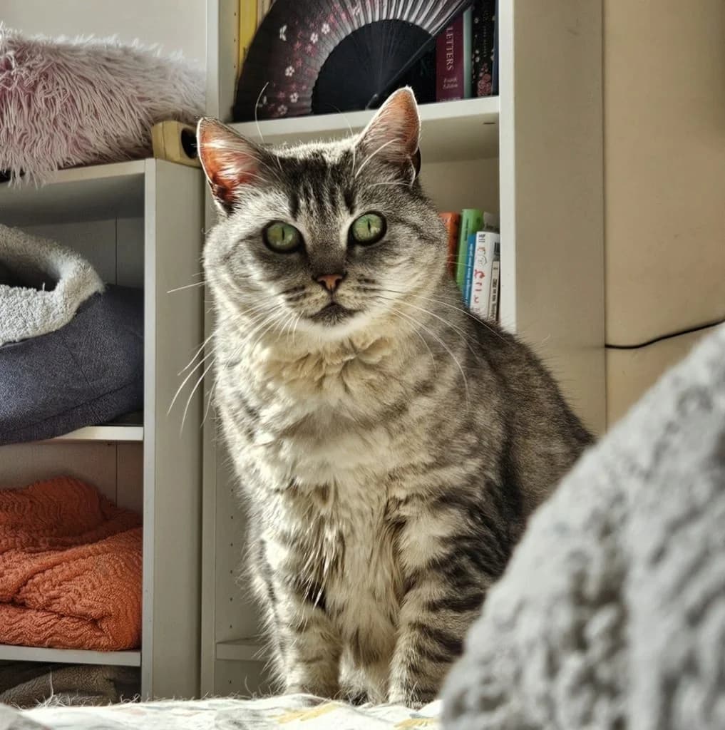 Mikeu, male 5yo Mixed Breed for adoption at ADPK - Association Des P, adpk association des p tits korrigans