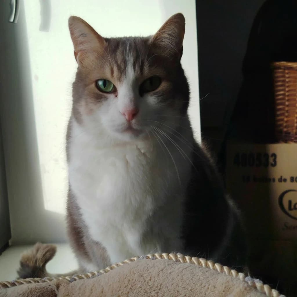 Velour, male senior Mixed Breed for adoption at ADPK - Association Des P, adpk association des p tits korrigans