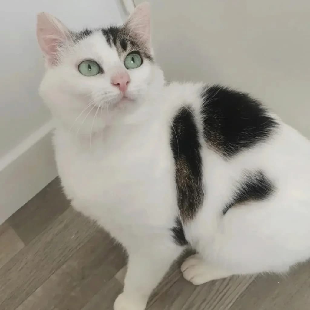 Himalaya, male senior Mixed Breed for adoption at ADPK - Association Des P, adpk association des p tits korrigans