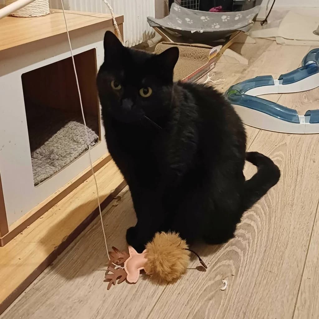 Mysticat, female 4yo Mixed Breed for adoption at ADPK - Association Des P, adpk association des p tits korrigans