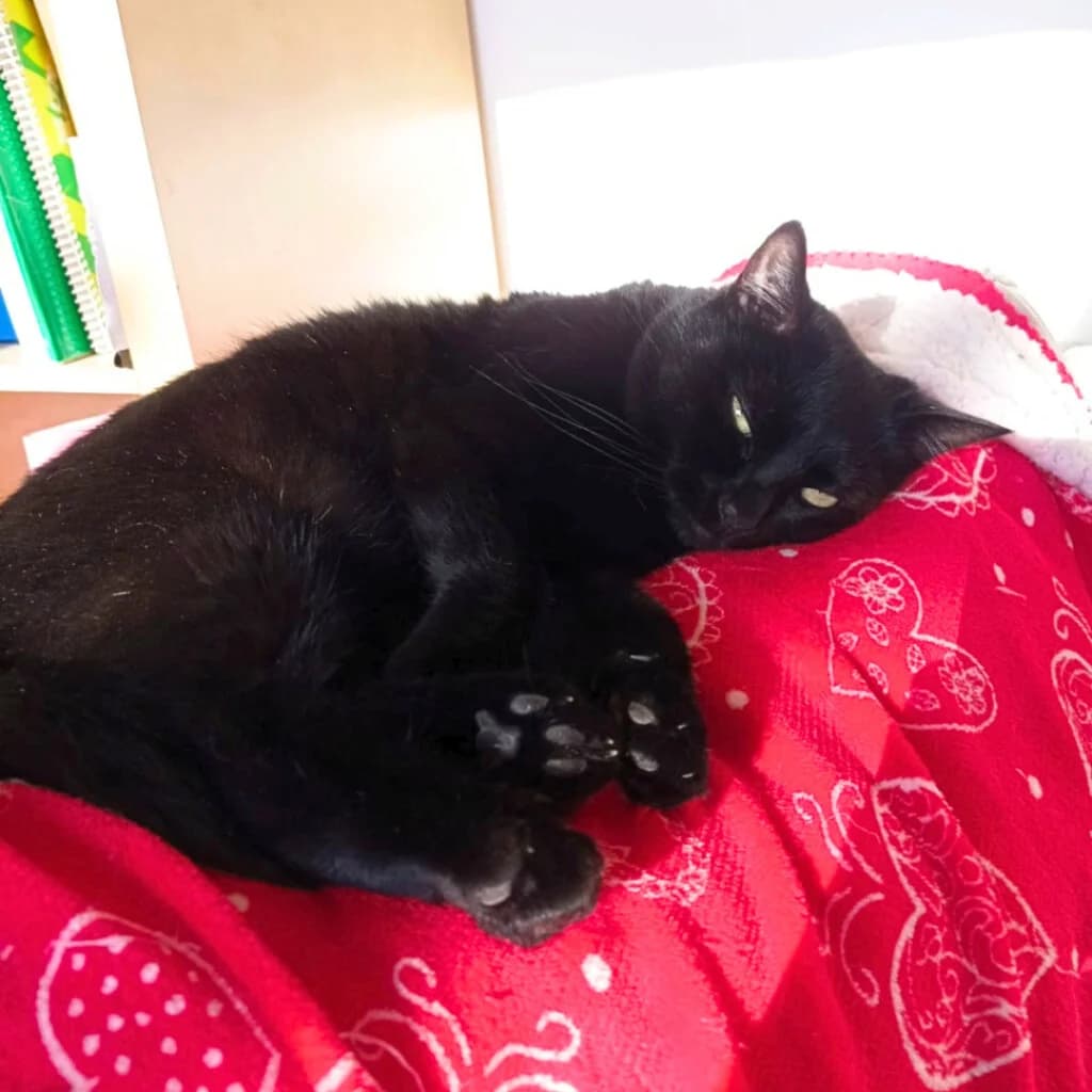 Maryqueen, male 6yo Mixed Breed for adoption at ADPK - Association Des P, adpk association des p tits korrigans