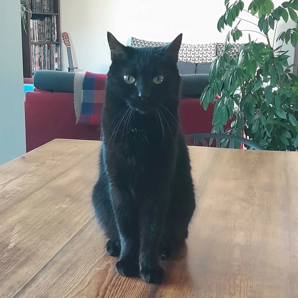 Asahi, female 4yo Mixed Breed for adoption at ADPK - Association Des P, adpk association des p tits korrigans