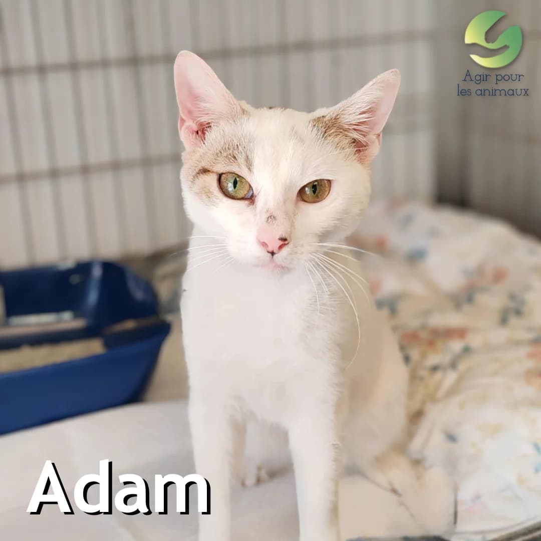 ADAM, male young mixed breed for adoption at Association Agir pour les Animaux, Rennes