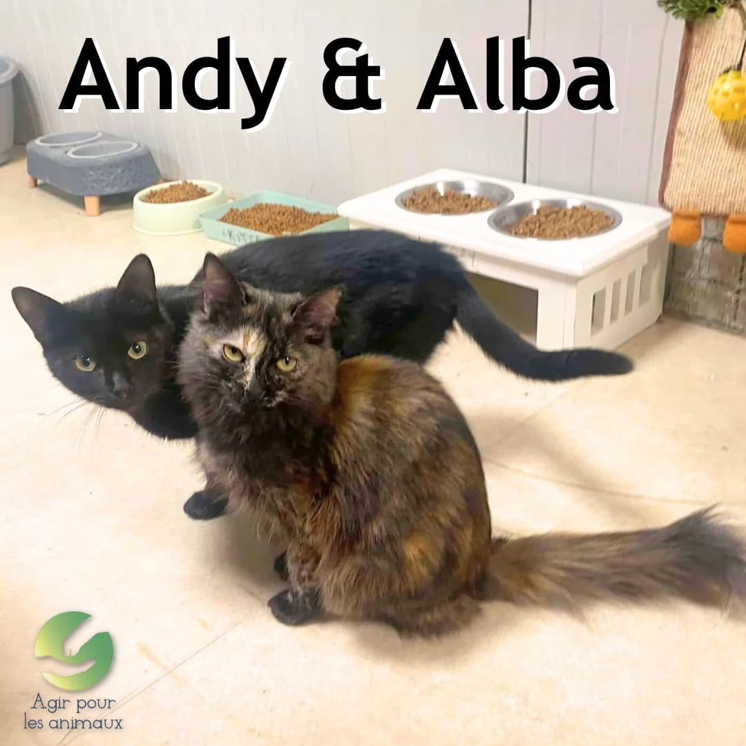 ALBA & ANDY, puppy mixed breed for adoption at Association Agir pour les Animaux, Rennes