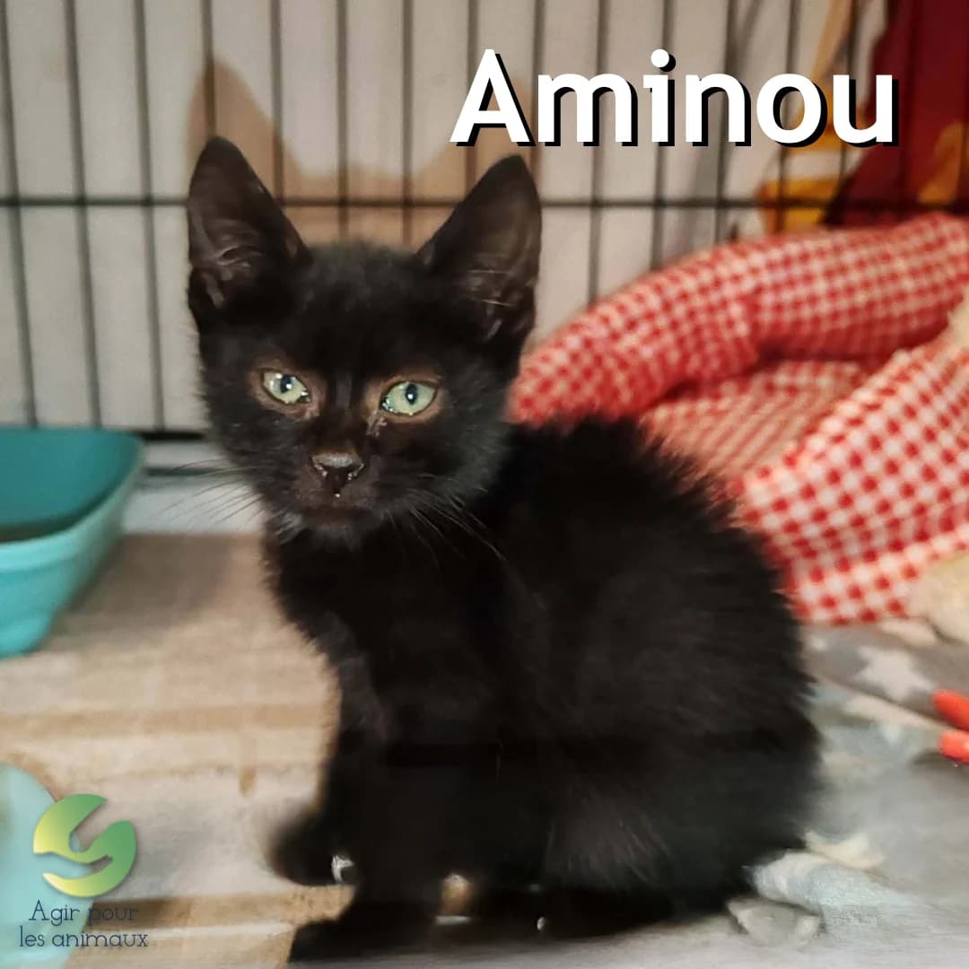 AMINOU, puppy mixed breed for adoption at Association Agir pour les Animaux, Rennes