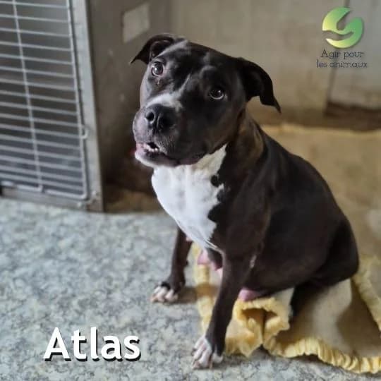 ATLAS, puppy mixed breed for adoption at Association Agir pour les Animaux, Rennes