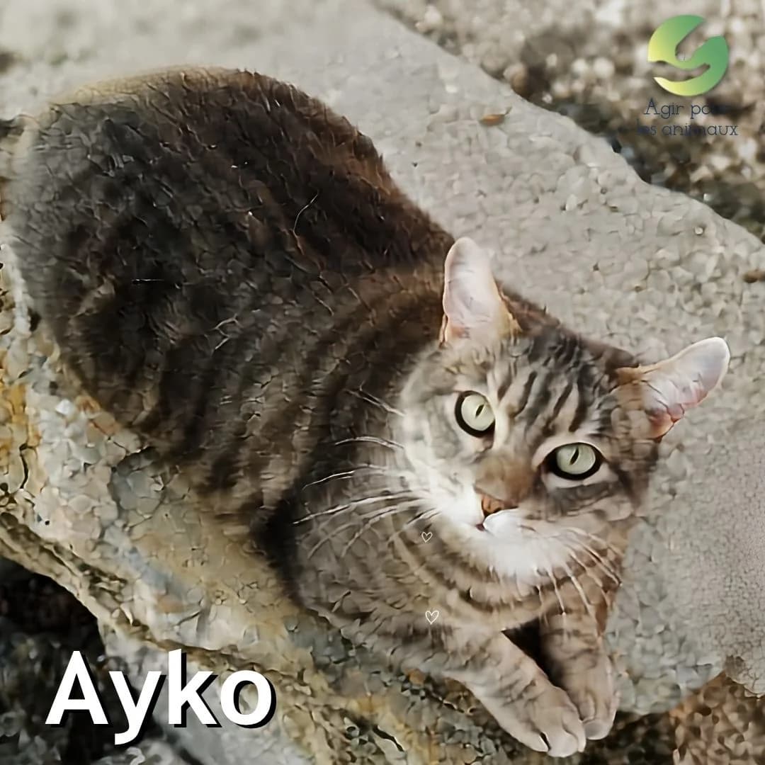 AYKO, senior Mixed Breed for adoption at Association Agir pour les Animaux, Rennes