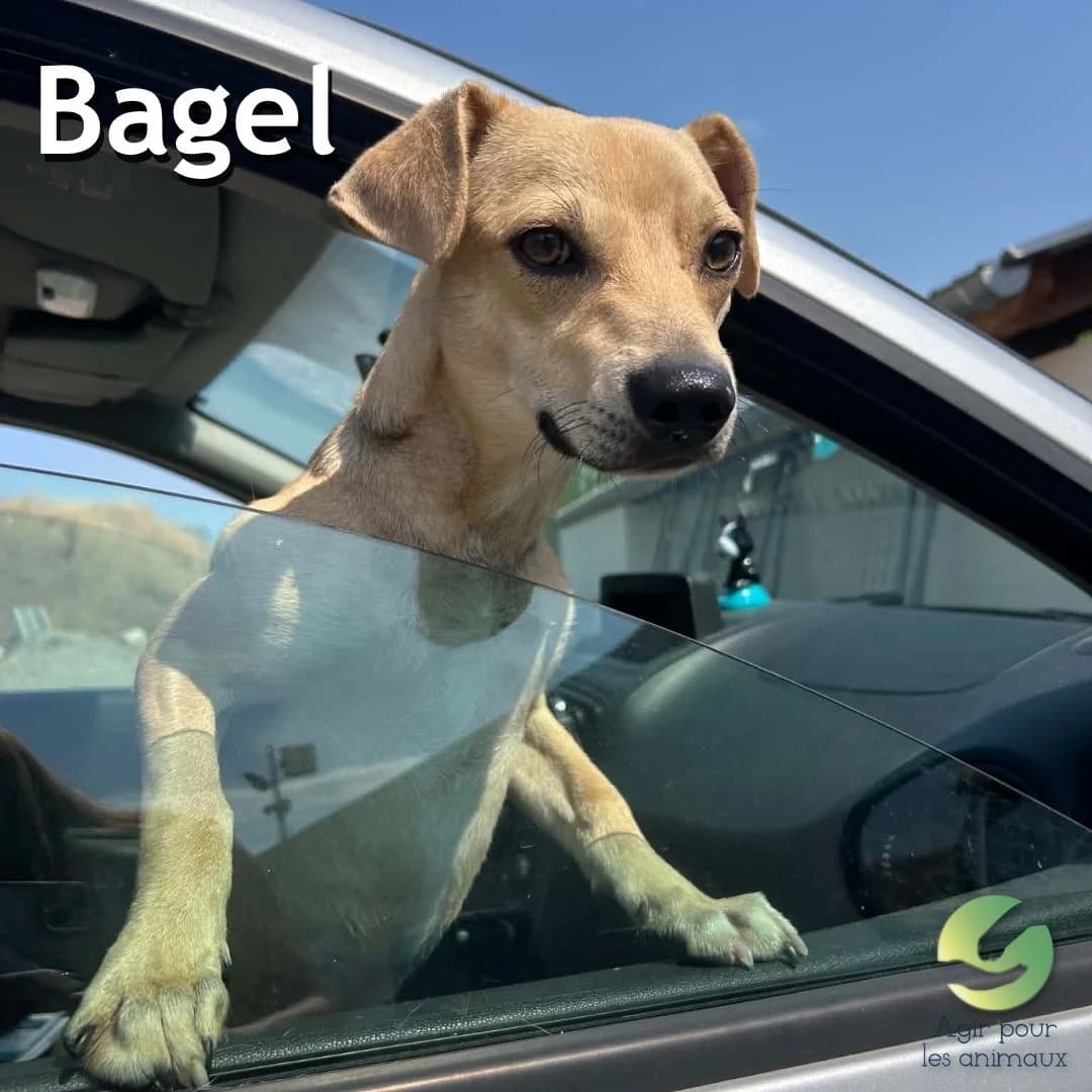 BAGEL, female puppy mixed breed for adoption at Association Agir pour les Animaux, Rennes