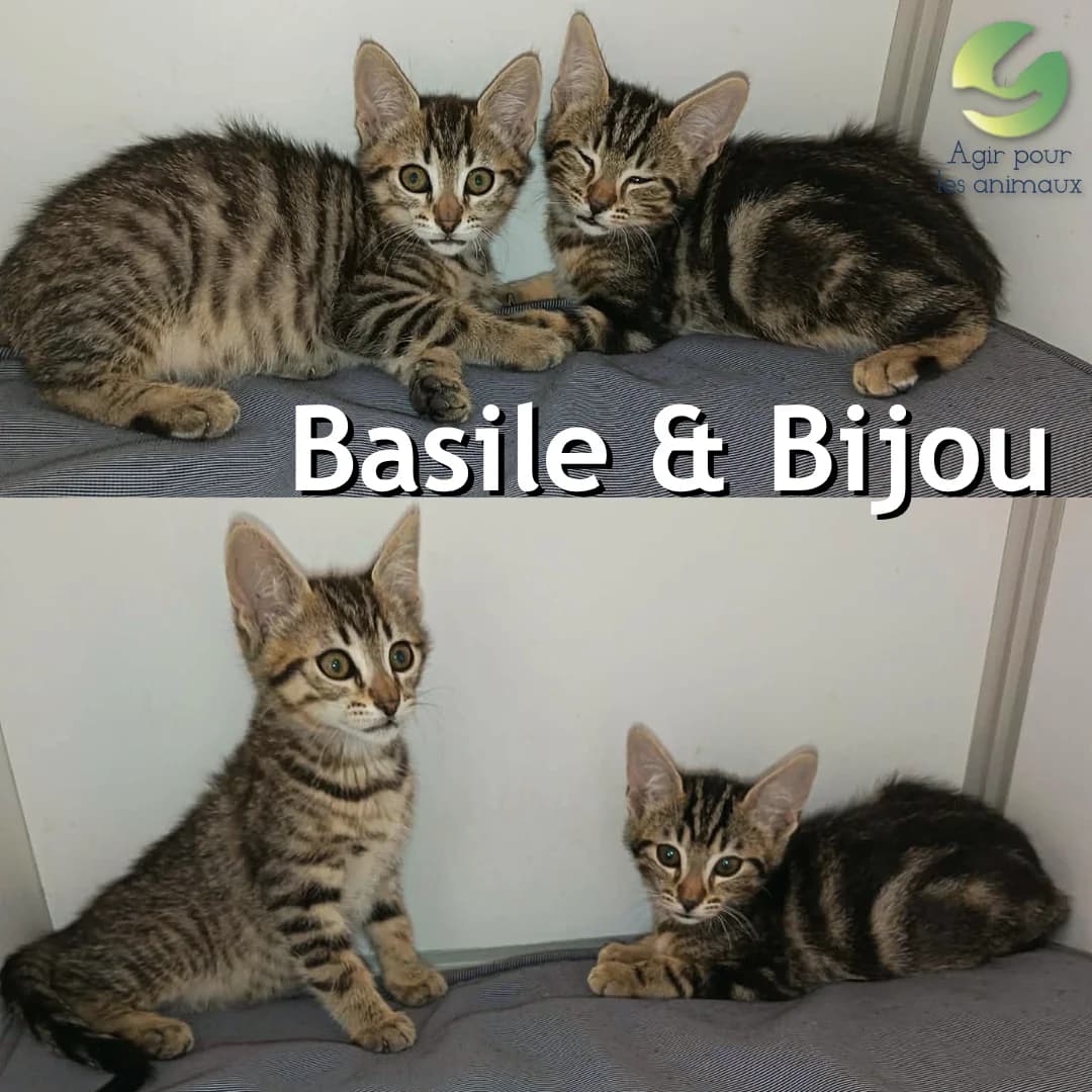 BASILE & BIJOU, puppy mixed breed for adoption at Association Agir pour les Animaux, Rennes