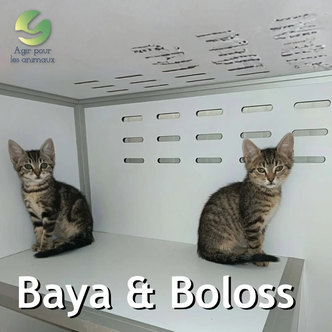 BAYA & BOLOSS, puppy mixed breed for adoption at Association Agir pour les Animaux, Rennes
