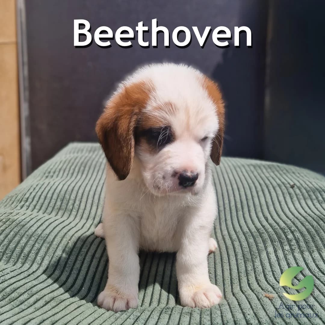 BEETHOVEN, female puppy mixed breed for adoption at Association Agir pour les Animaux, Rennes