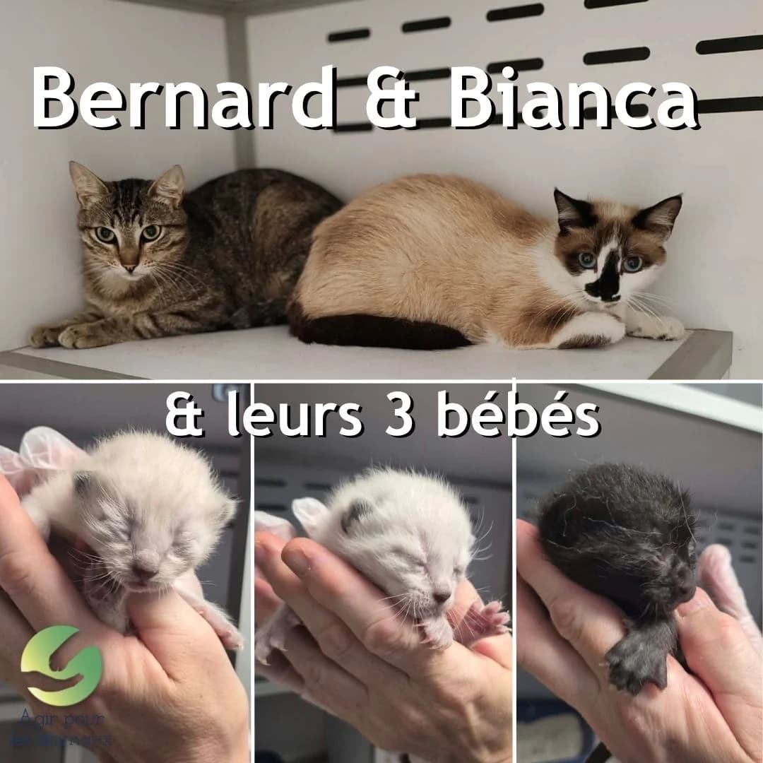 BERNARD, BIANCA & LEURS 3 BΓBΓS, female young mixed breed for adoption at Association Agir pour les Animaux, Rennes