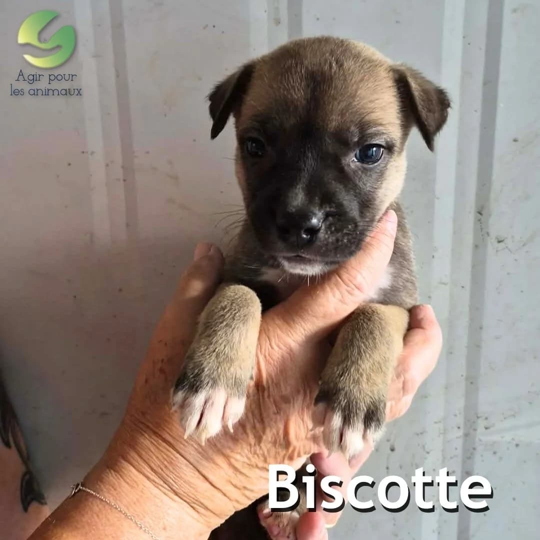BISCOTTE, male puppy mixed breed for adoption at Association Agir pour les Animaux, Rennes