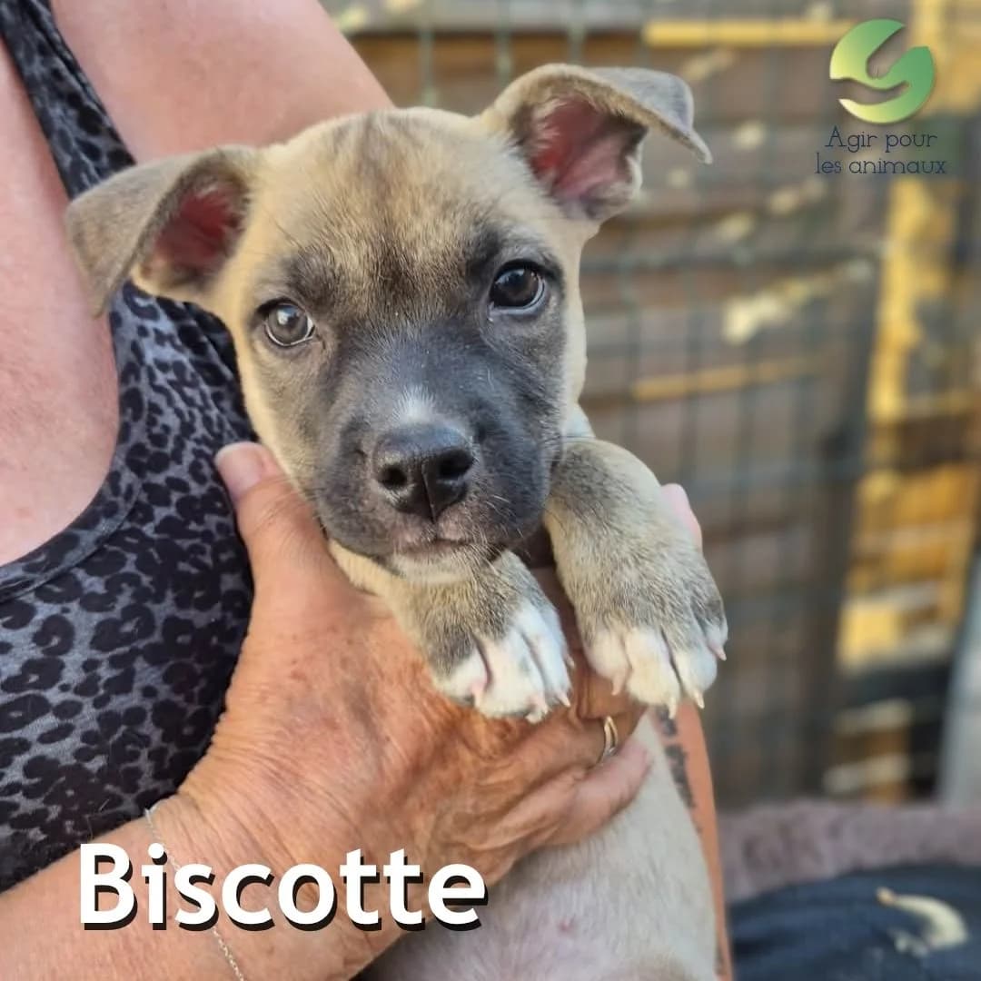 BISCOTTE, male puppy mixed breed for adoption at Association Agir pour les Animaux, Rennes