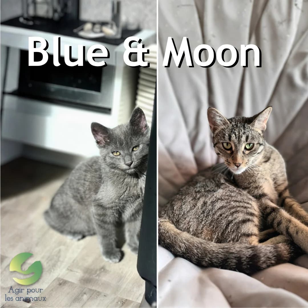 BLUE & MOON, 4yo mixed breed for adoption at Association Agir pour les Animaux, Rennes