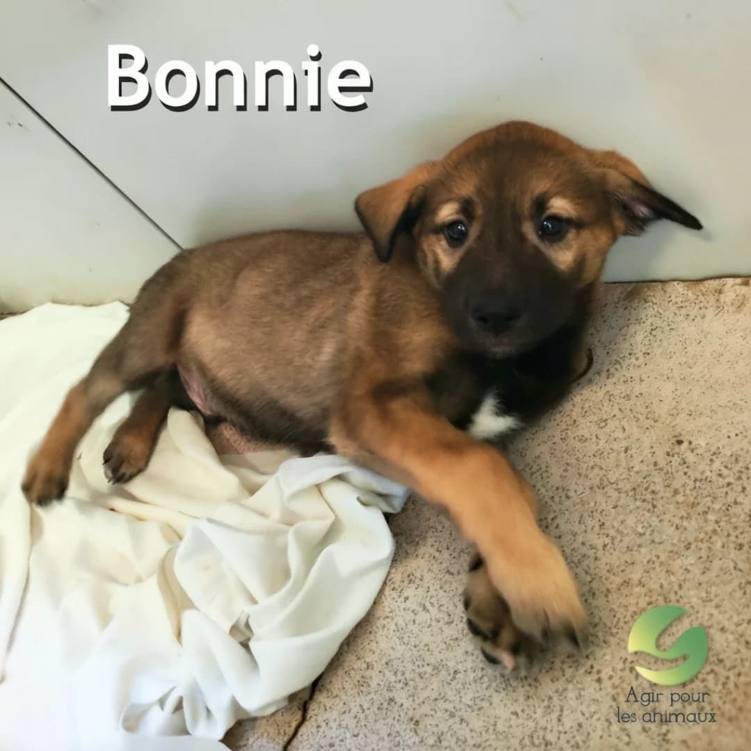 BONNIE, male puppy mixed breed for adoption at Association Agir pour les Animaux, Rennes