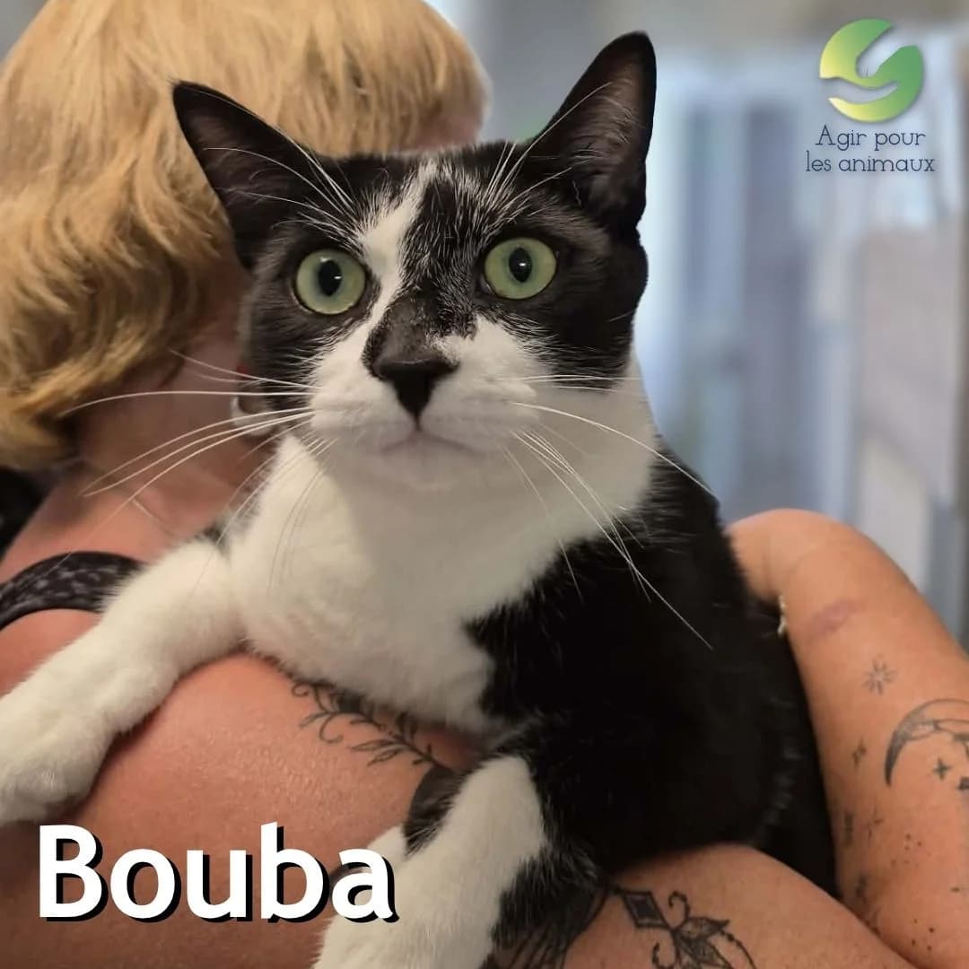 BOUBA, 3yo Mixed Breed for adoption at Association Agir pour les Animaux, Rennes