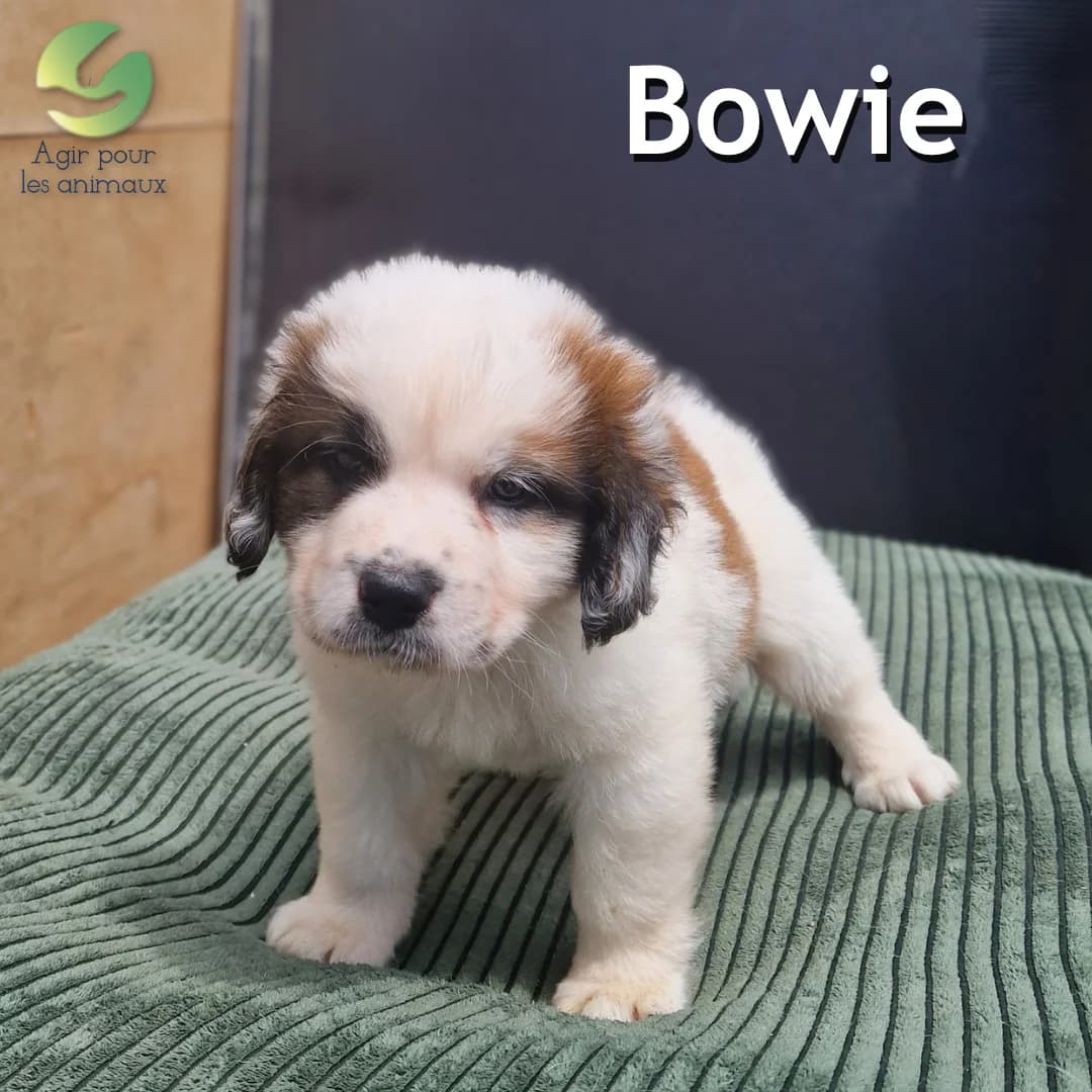 BOWIE, female puppy mixed breed for adoption at Association Agir pour les Animaux, Rennes