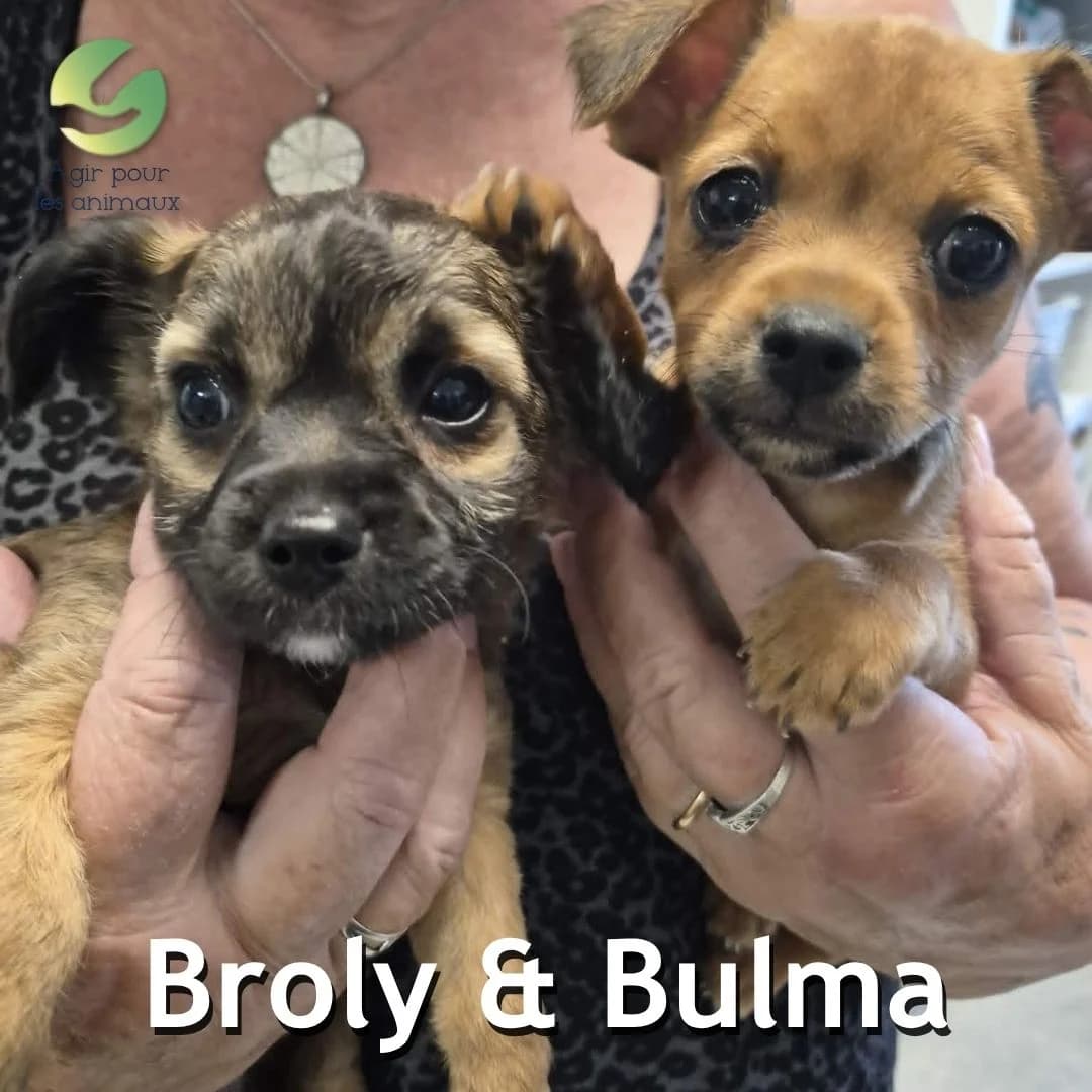 BROLY & BULMA, puppy mixed breed for adoption at Association Agir pour les Animaux, Rennes