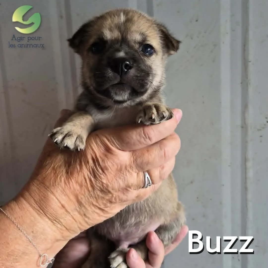 BUZZ, female puppy mixed breed for adoption at Association Agir pour les Animaux, Rennes