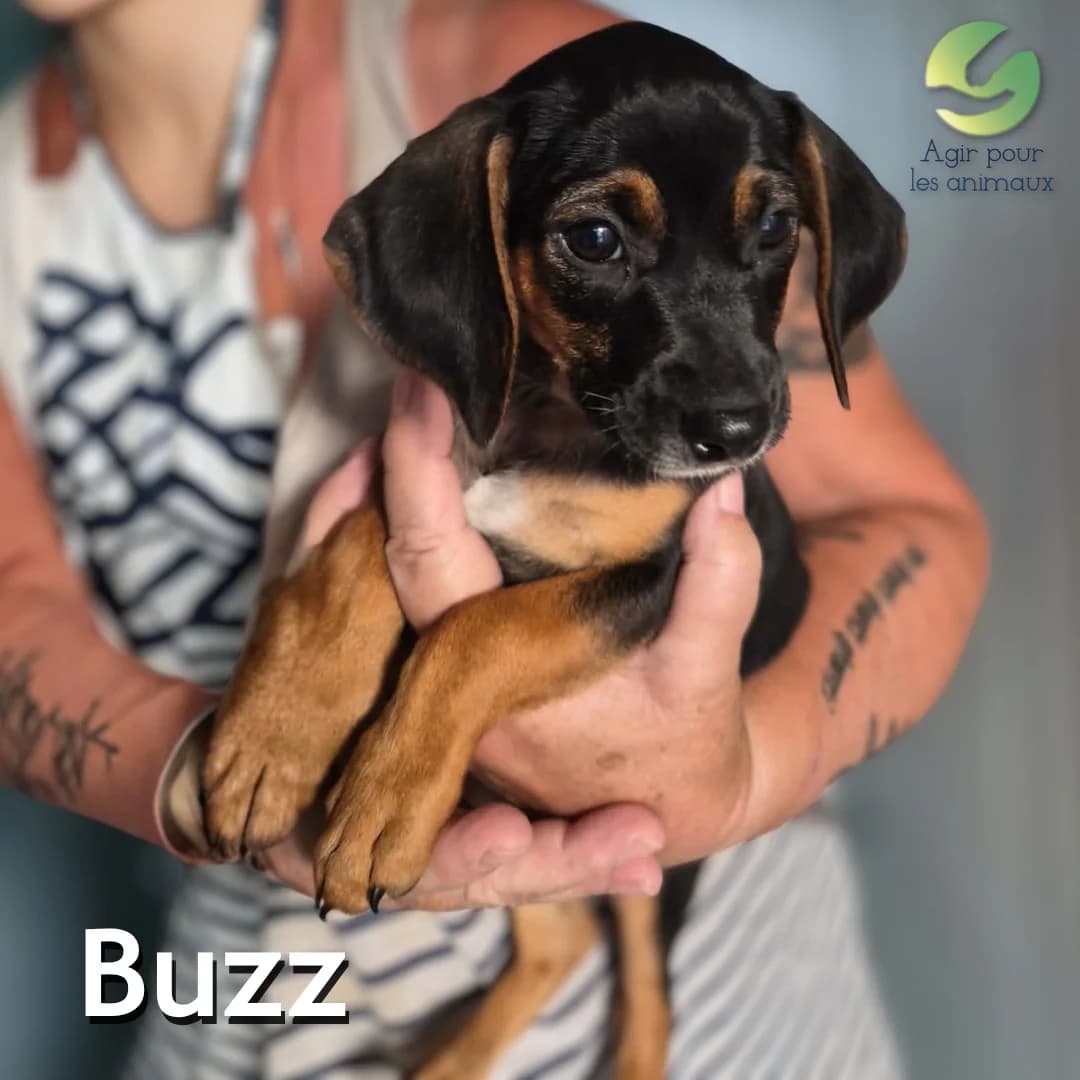 BUZZ, female puppy mixed breed for adoption at Association Agir pour les Animaux, Rennes