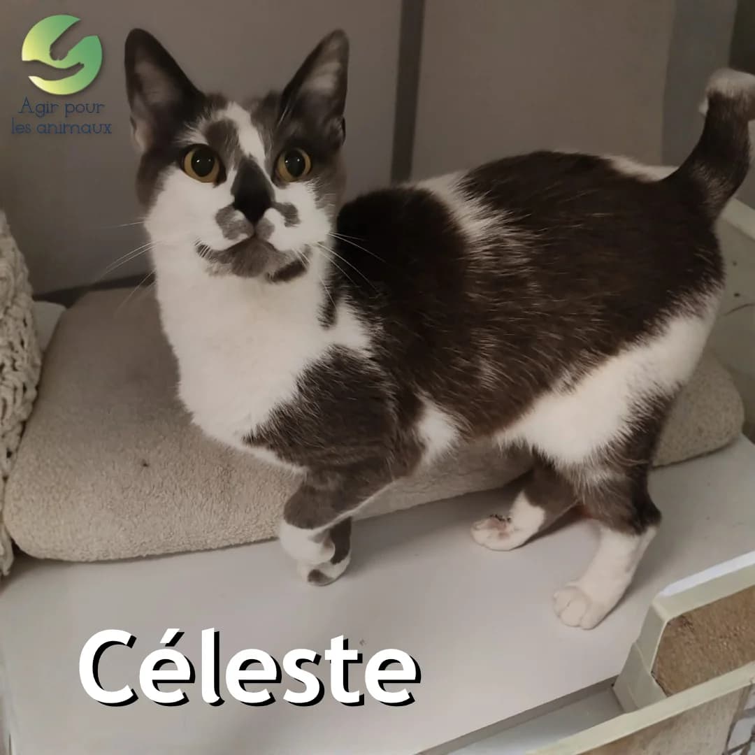 CÉLESTE, 3yo mixed breed for adoption at Association Agir pour les Animaux, Rennes