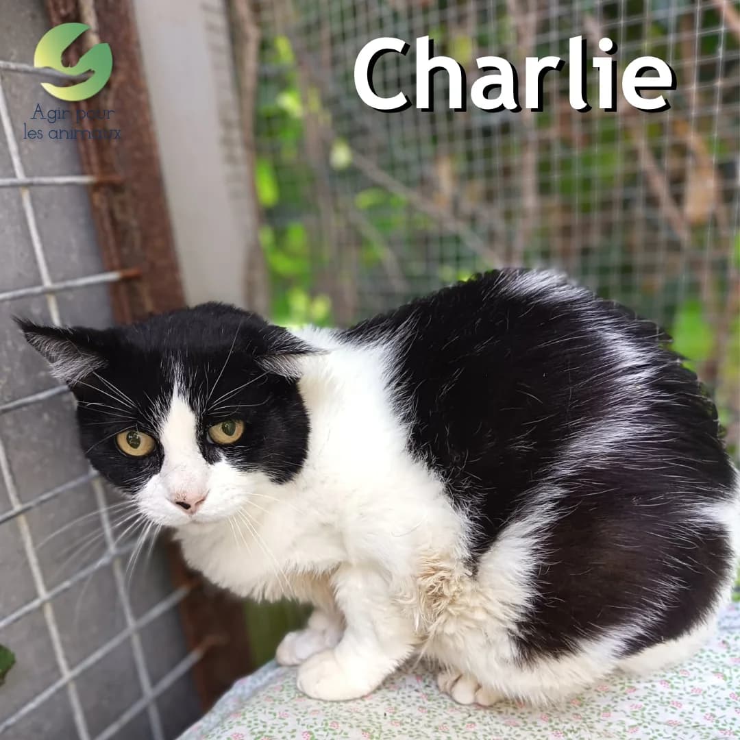 CHARLIE, senior mixed breed for adoption at Association Agir pour les Animaux, Rennes