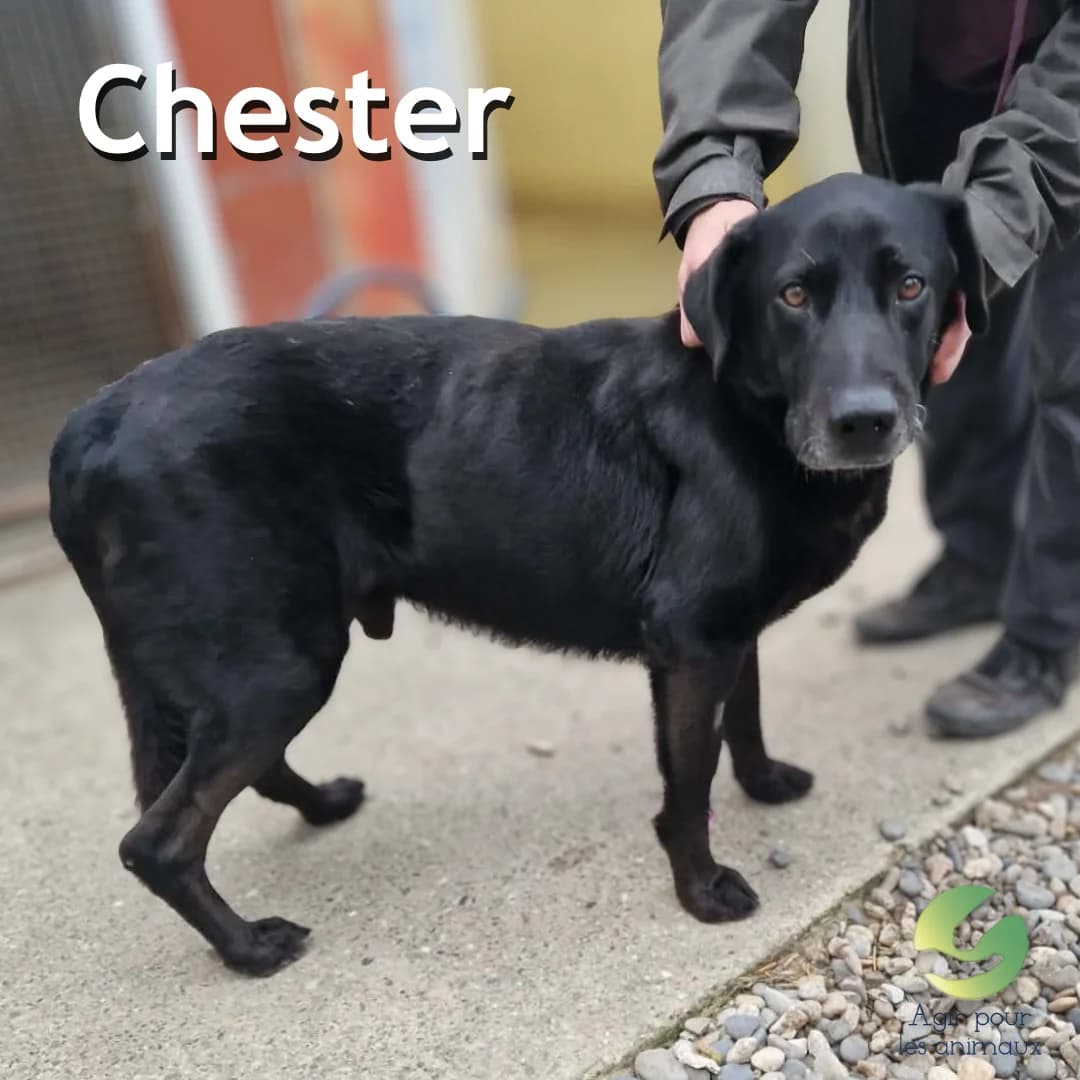 CHESTER, male senior Labrador Retriever for adoption at Association Agir pour les Animaux, Rennes