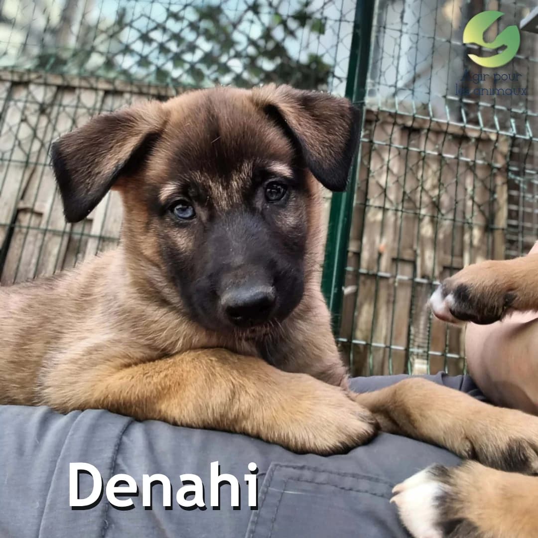 DENAHI, female puppy mixed breed for adoption at Association Agir pour les Animaux, Rennes