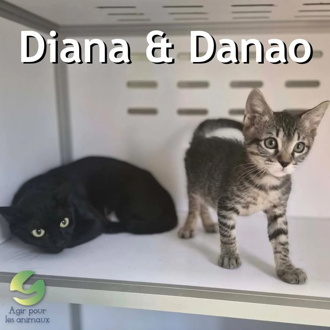 DIANA & DANAO, young mixed breed for adoption at Association Agir pour les Animaux, Rennes