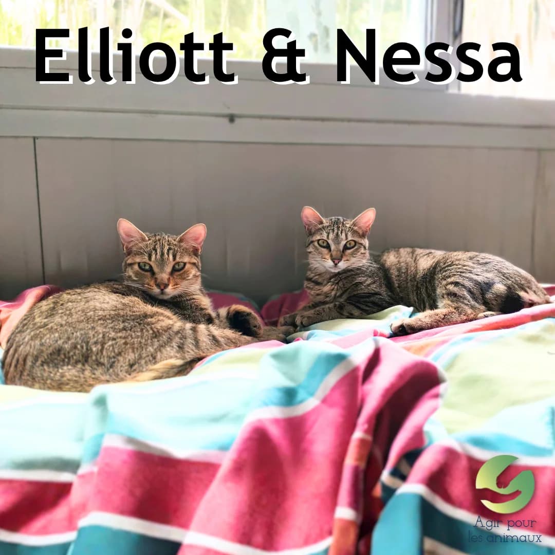 ELLIOTT & NESSA, puppy mixed breed for adoption at Association Agir pour les Animaux, Rennes