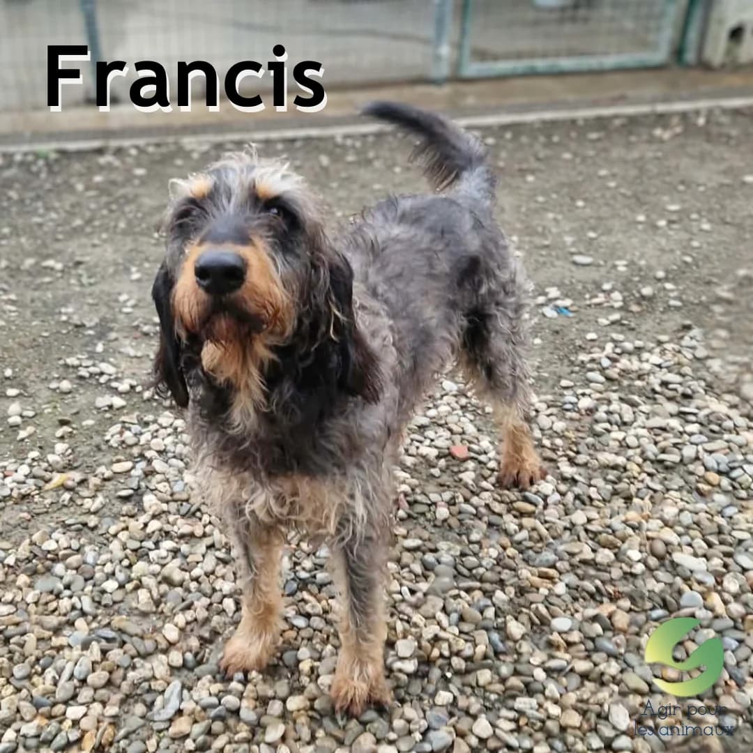 FRANCIS, male 4yo mixed breed for adoption at Association Agir pour les Animaux, Rennes