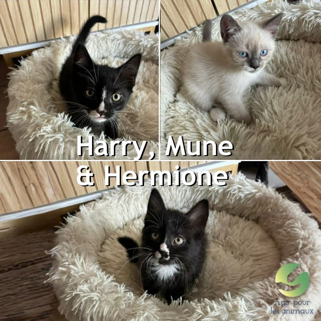 HARRY, MUNE & HERMIONE, puppy Mixed Breed for adoption at Association Agir pour les Animaux, Rennes