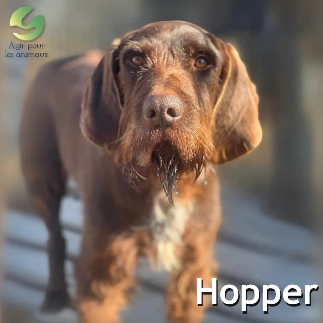 HOPPER, senior mixed breed for adoption at Association Agir pour les Animaux, Rennes