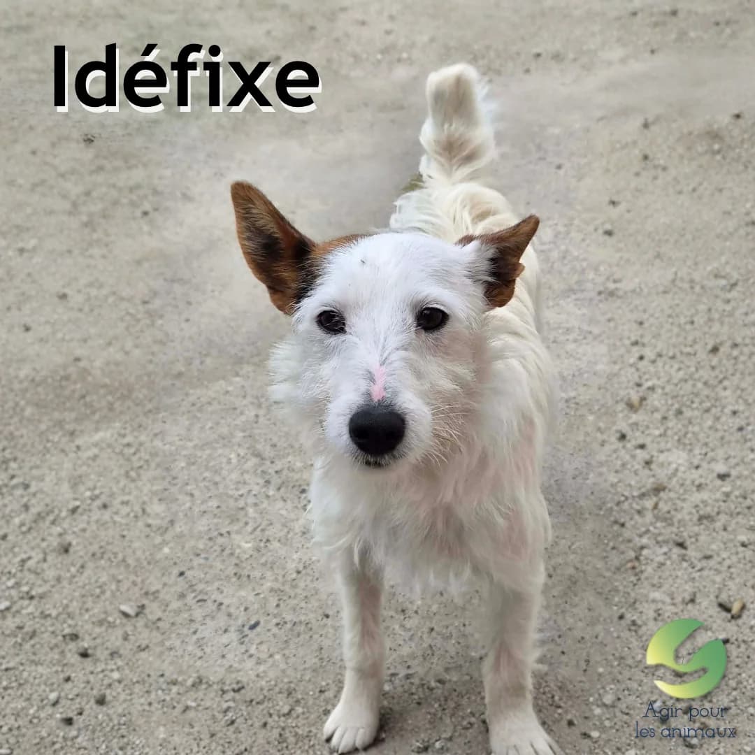 IDÉFIXE, male 5yo mixed breed for adoption at Association Agir pour les Animaux, Rennes