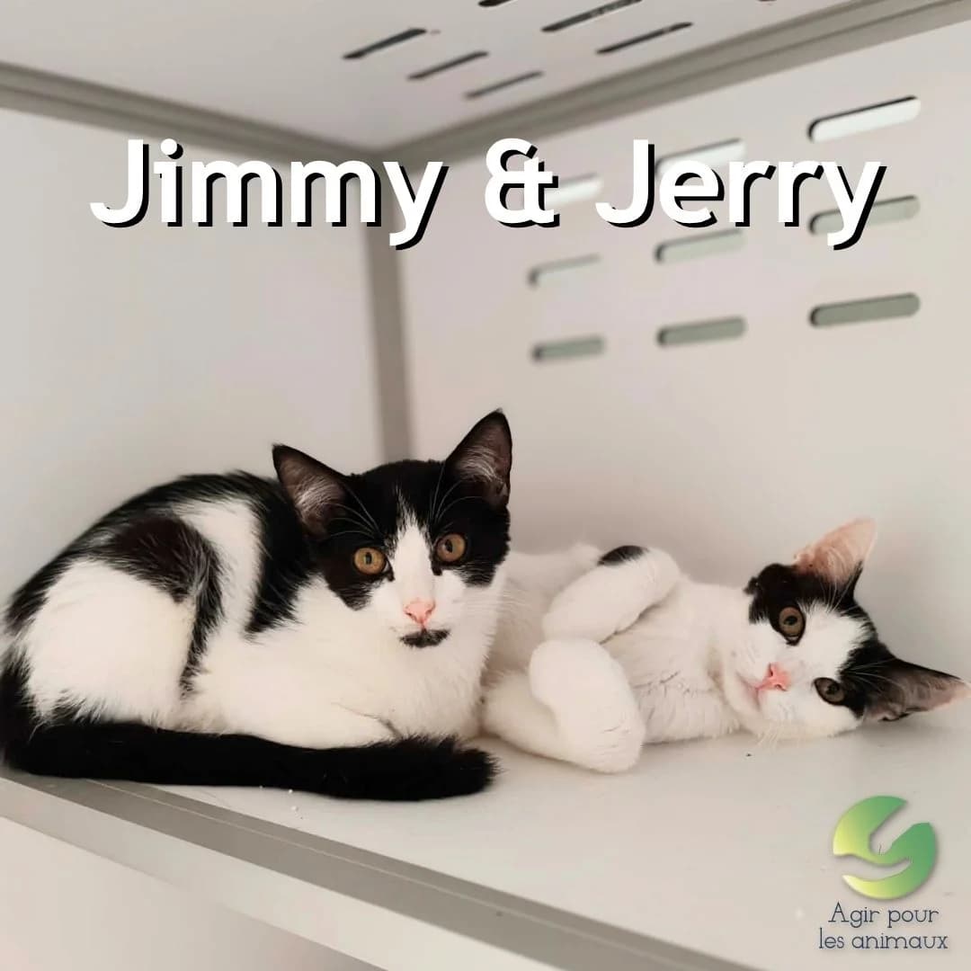 JIMMY & JERRY, puppy mixed breed for adoption at Association Agir pour les Animaux, Rennes