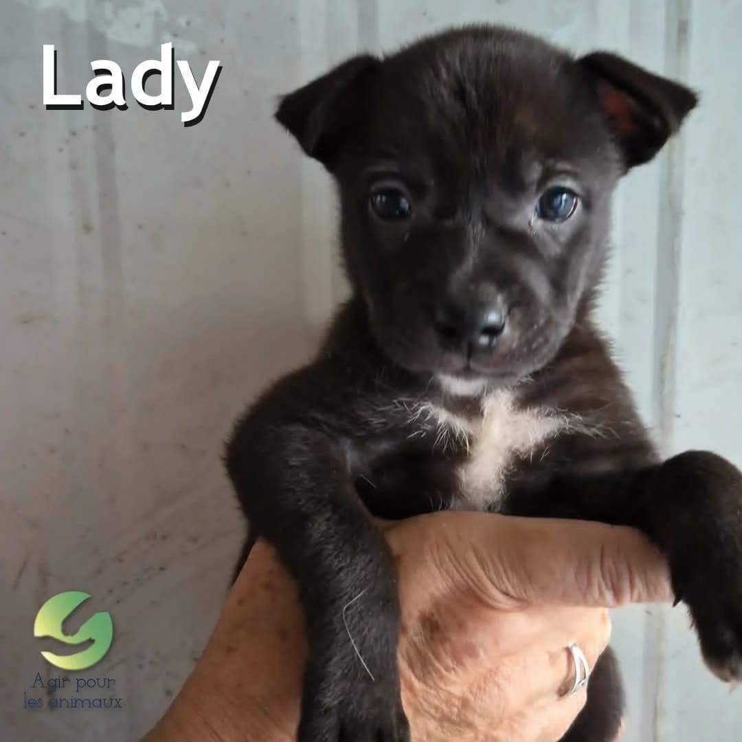 LADY, male puppy mixed breed for adoption at Association Agir pour les Animaux, Rennes