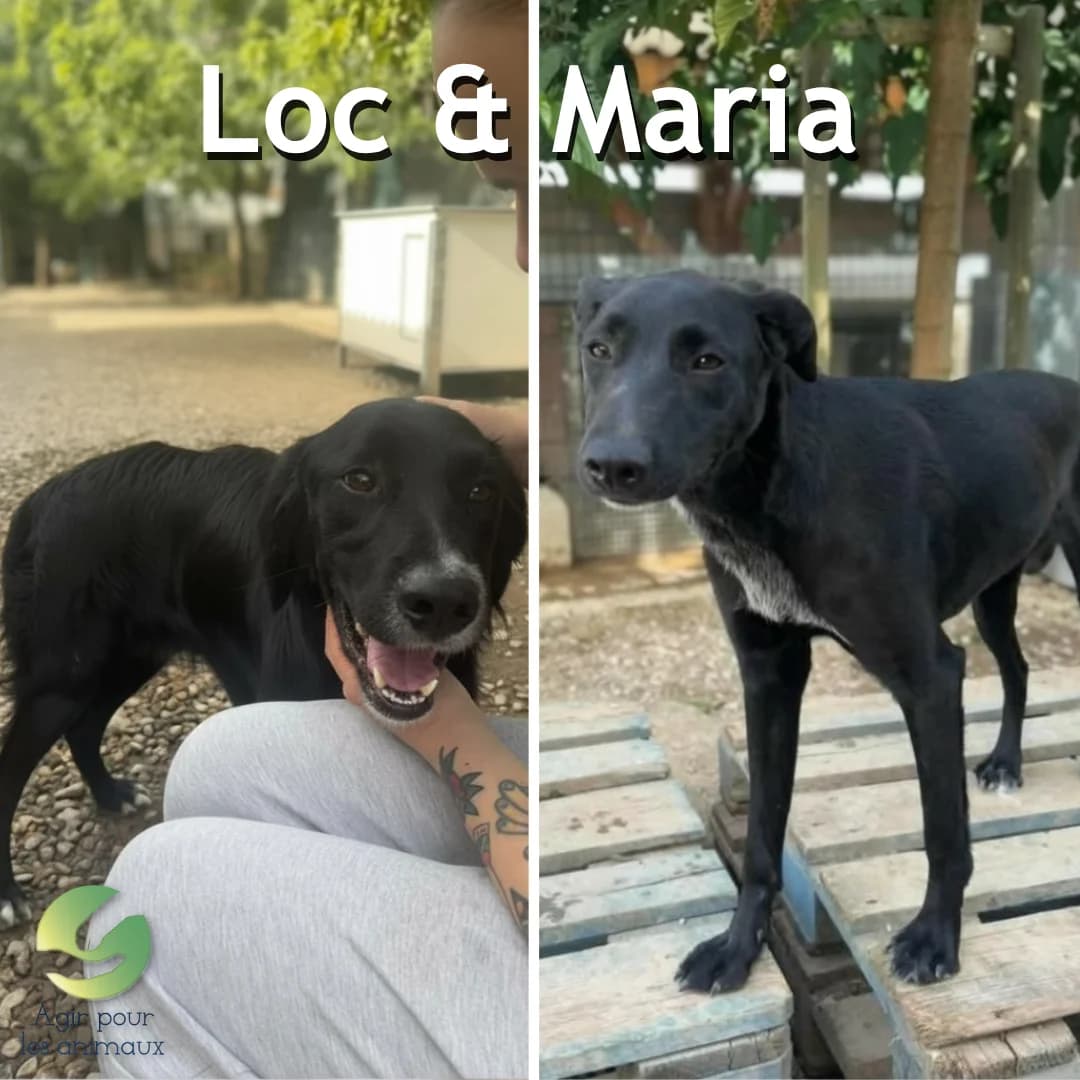 LOC & MARIA, young mixed breed for adoption at Association Agir pour les Animaux, Rennes