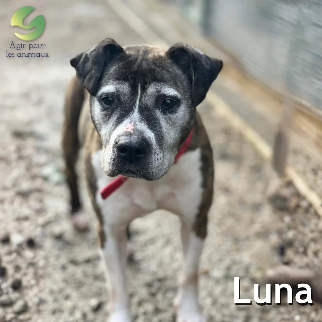 LUNA, senior American Staffordshire Terrier for adoption at Association Agir pour les Animaux, Rennes