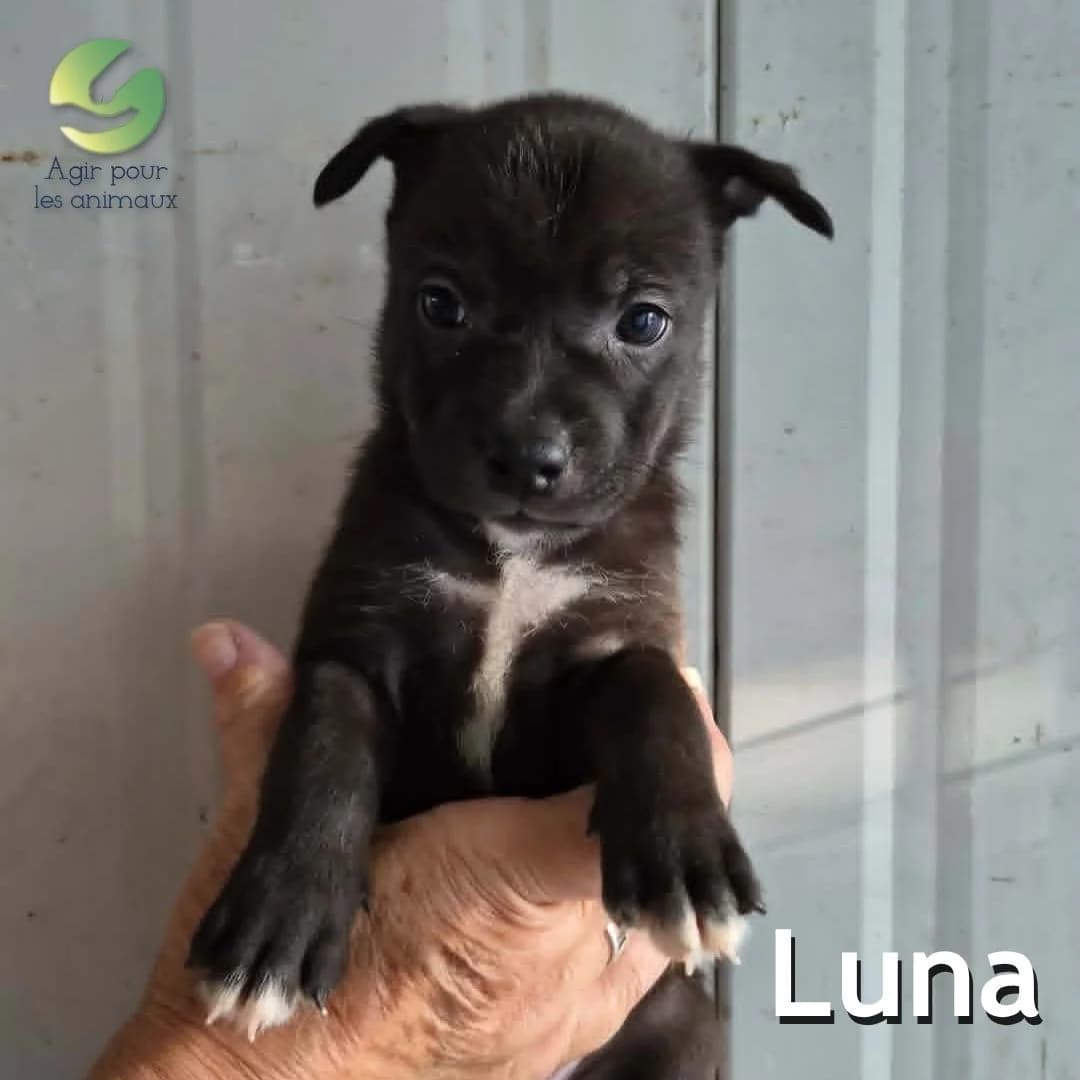 LUNA, male puppy mixed breed for adoption at Association Agir pour les Animaux, Rennes