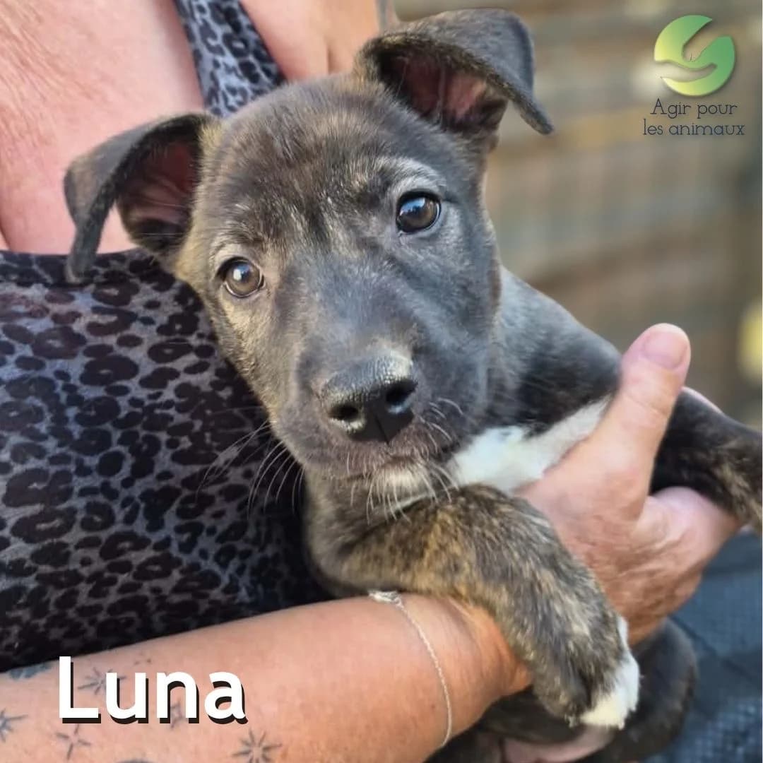 LUNA, male puppy mixed breed for adoption at Association Agir pour les Animaux, Rennes