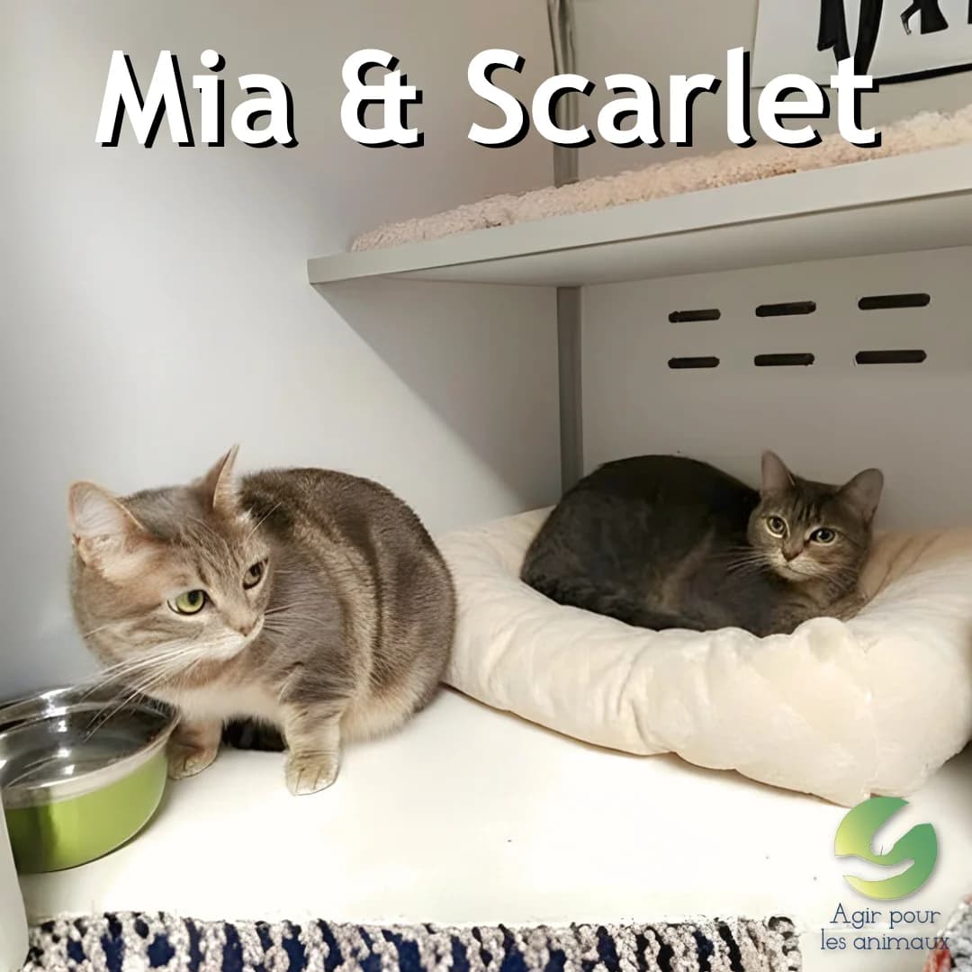 MIA & SCARLET, 3yo mixed breed for adoption at Association Agir pour les Animaux, Rennes