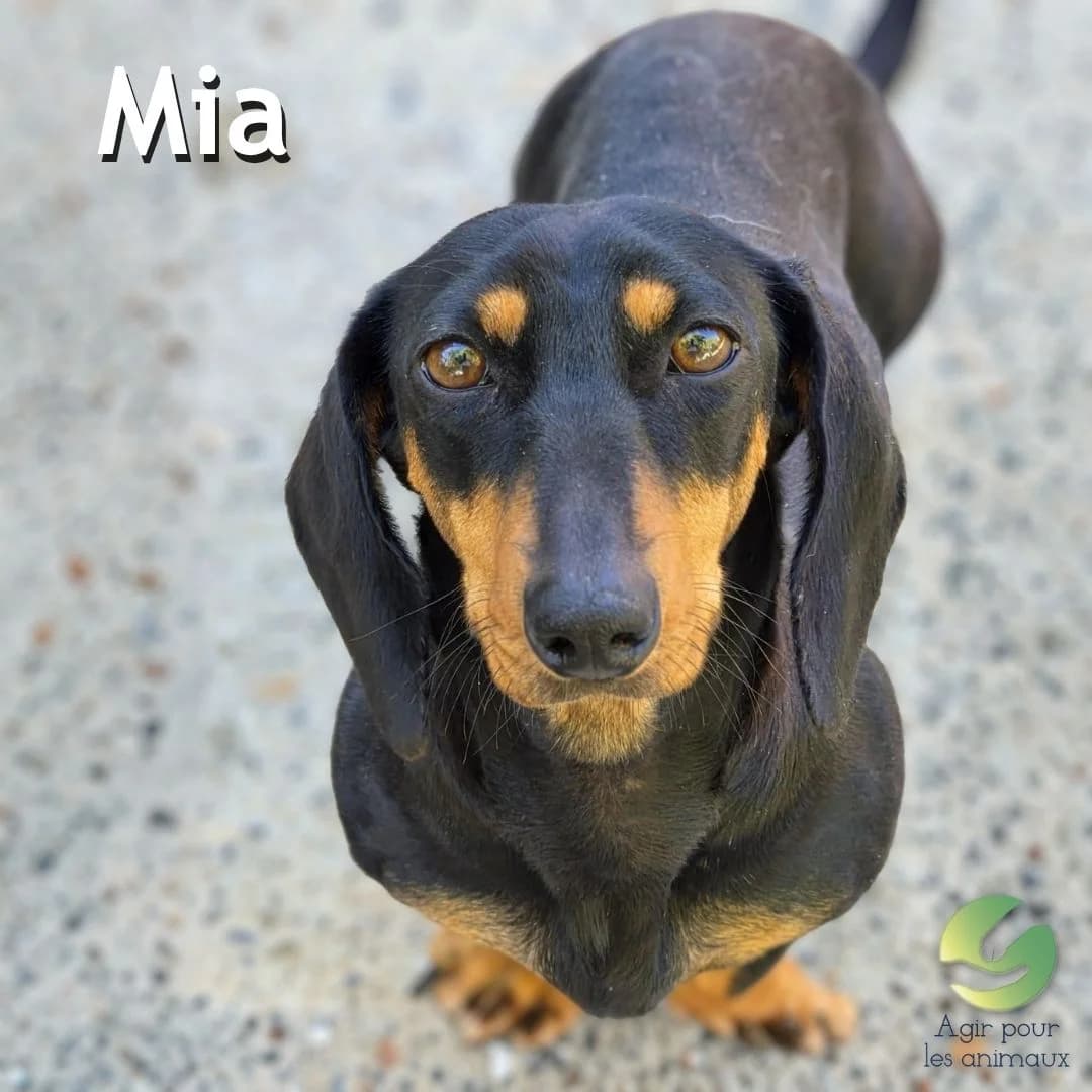 MIA, female young Dachshund for adoption at Association Agir pour les Animaux, Rennes