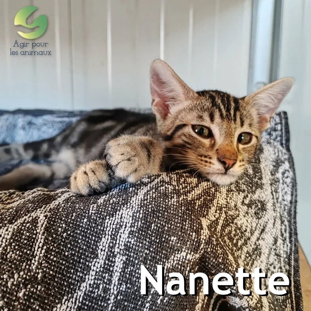 NANETTE, puppy mixed breed for adoption at Association Agir pour les Animaux, Rennes