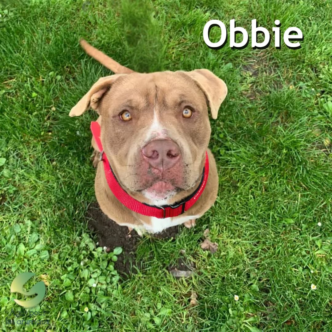 OBBIE, female young American Bully for adoption at Association Agir pour les Animaux, Rennes