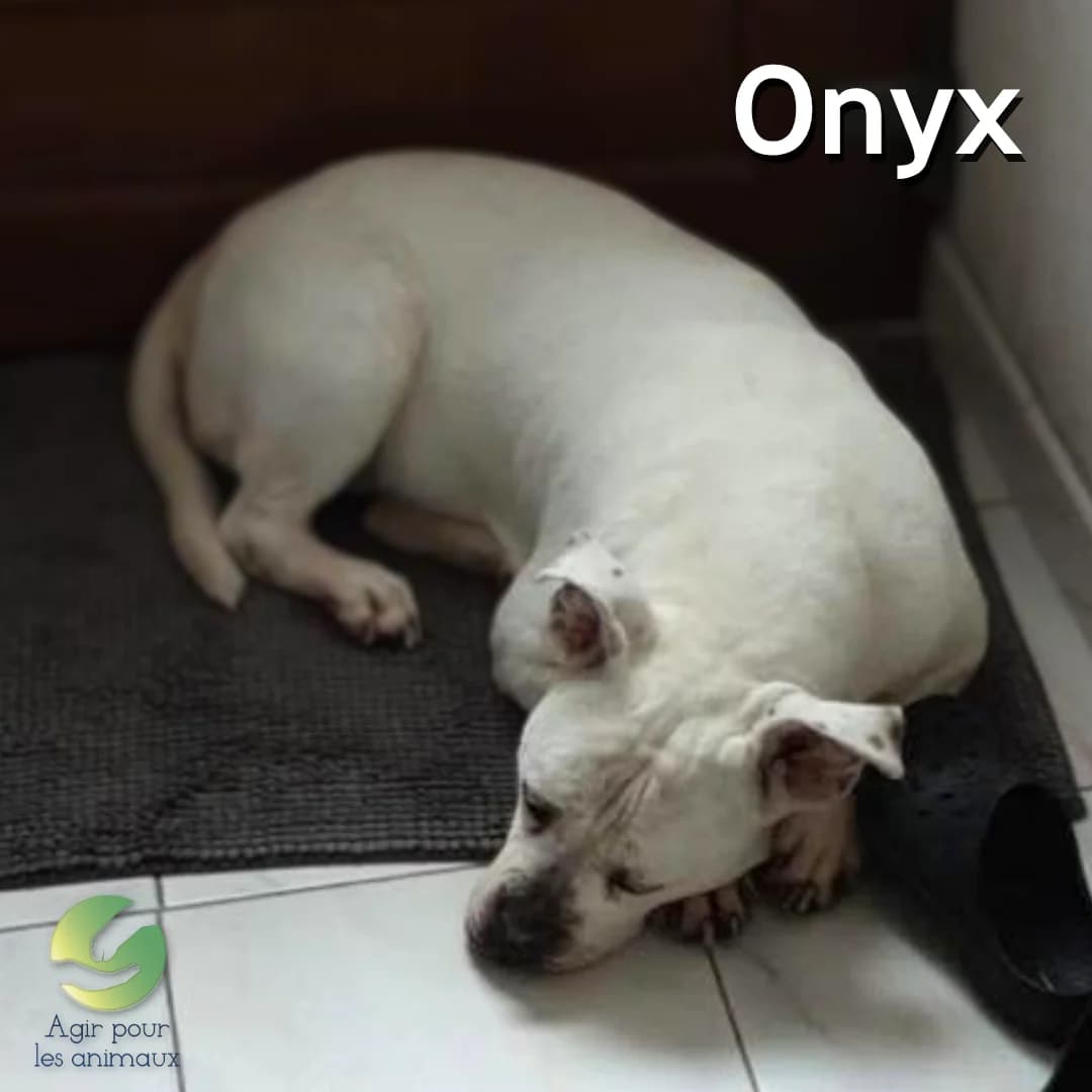 ONYX, senior mixed breed for adoption at Association Agir pour les Animaux, Rennes