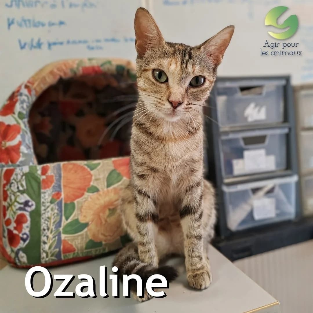OZALINE, puppy mixed breed for adoption at Association Agir pour les Animaux, Rennes