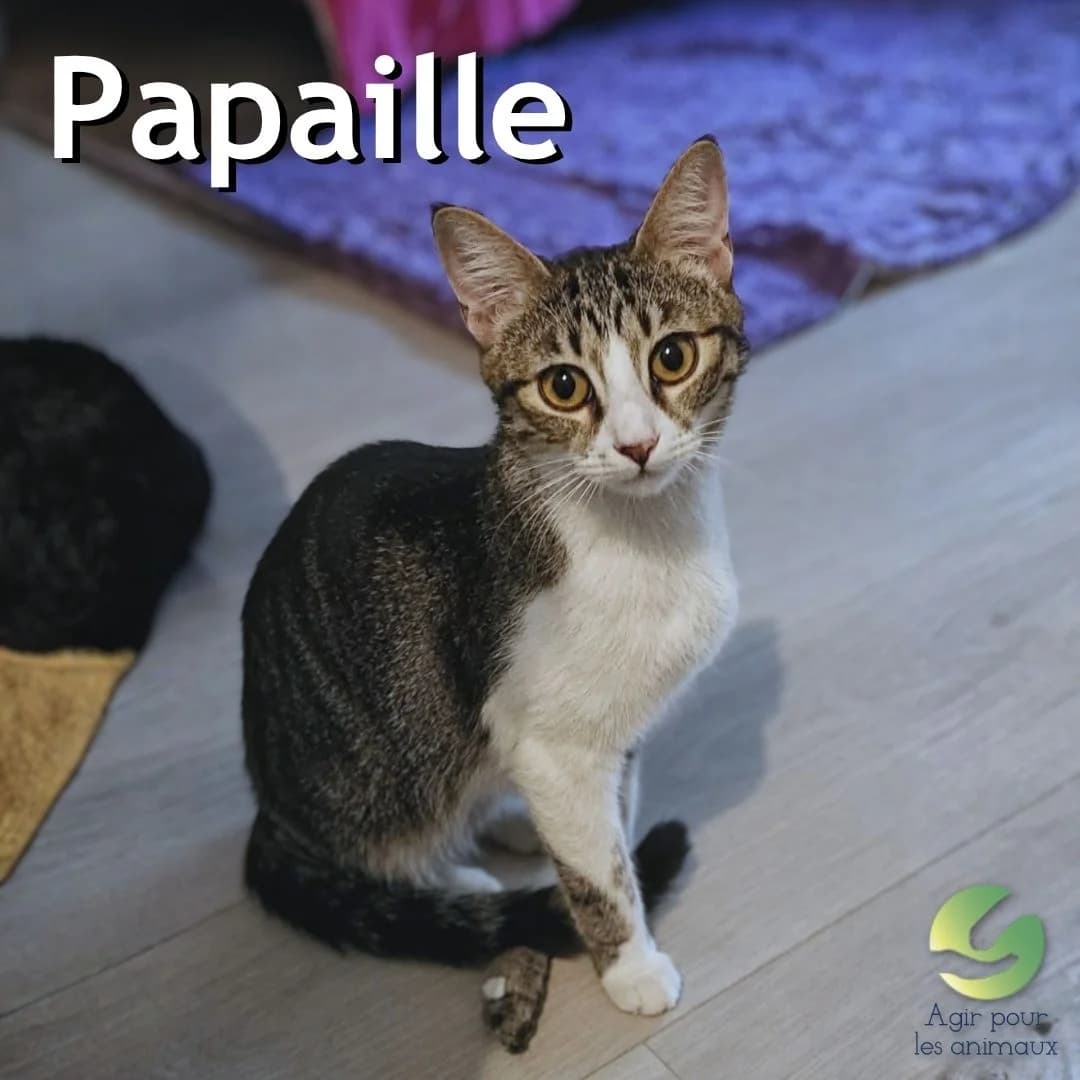 PAPAILLE, puppy mixed breed for adoption at Association Agir pour les Animaux, Rennes